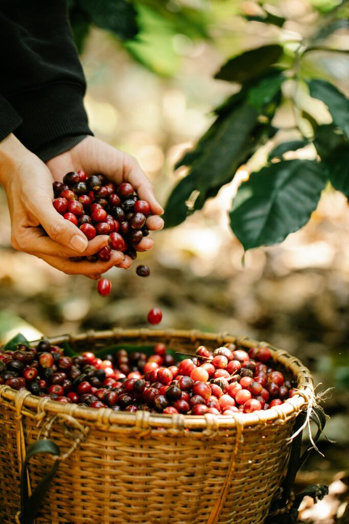 CoffeeCherries